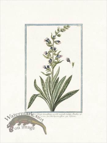 Bonelli 196 Viperine